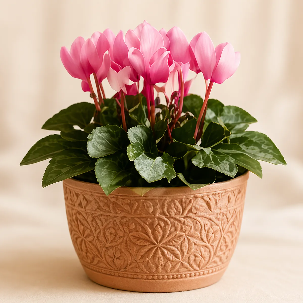 Cserepes virágok — Harmónia Virágsziget