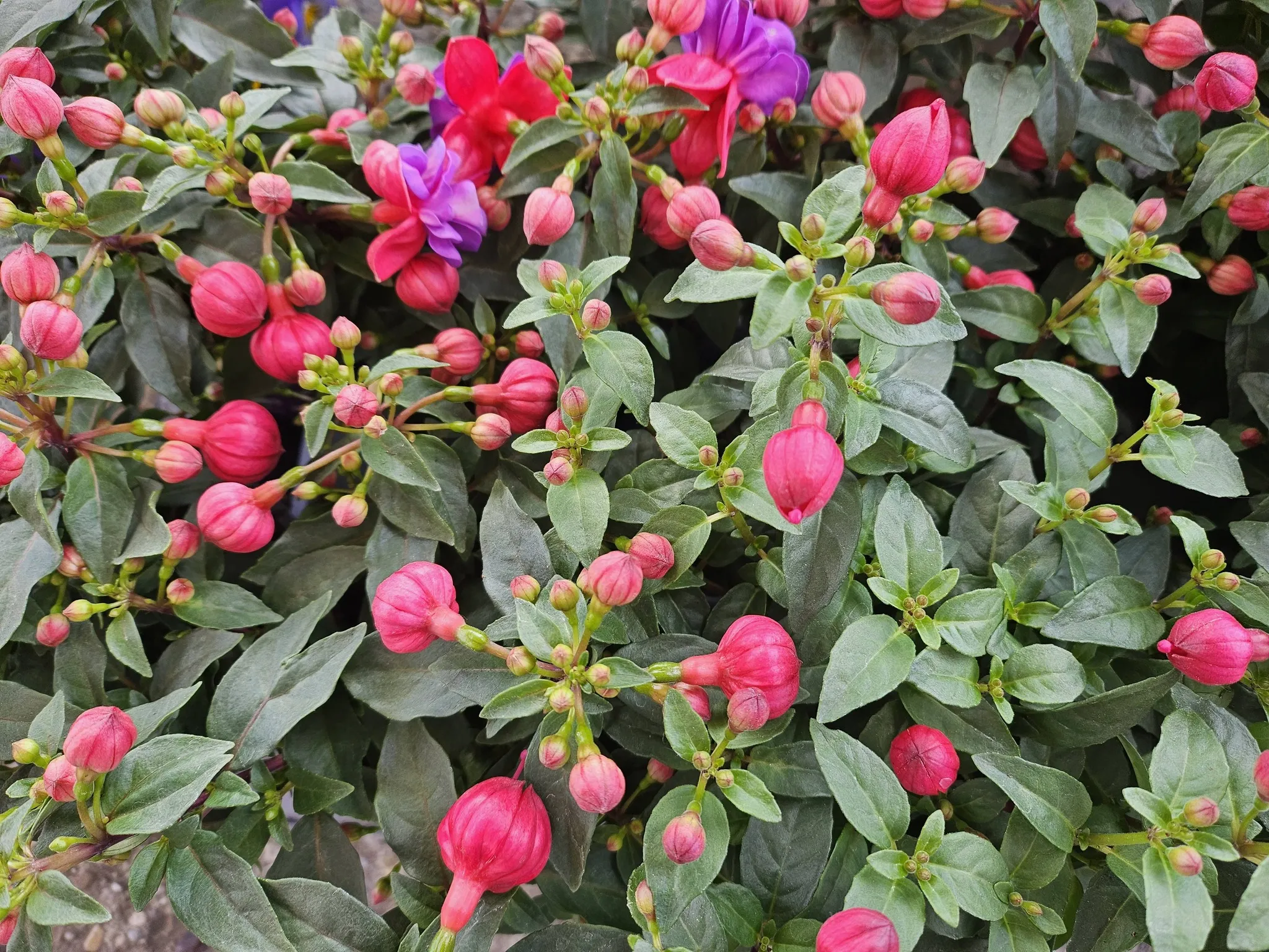 Harmónia Virágsziget — virágkötés 146