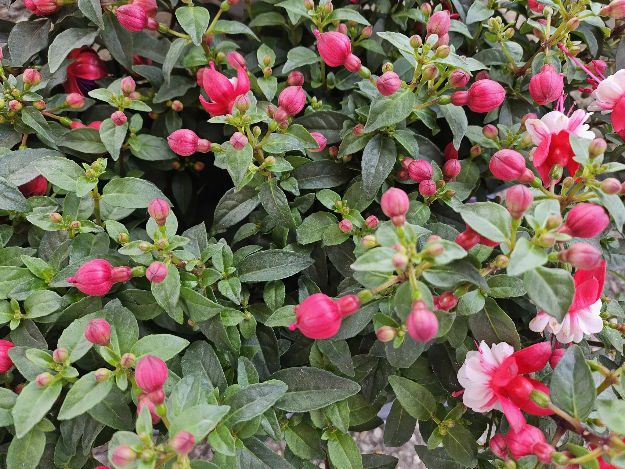 Harmónia Virágsziget — virágkötés 148