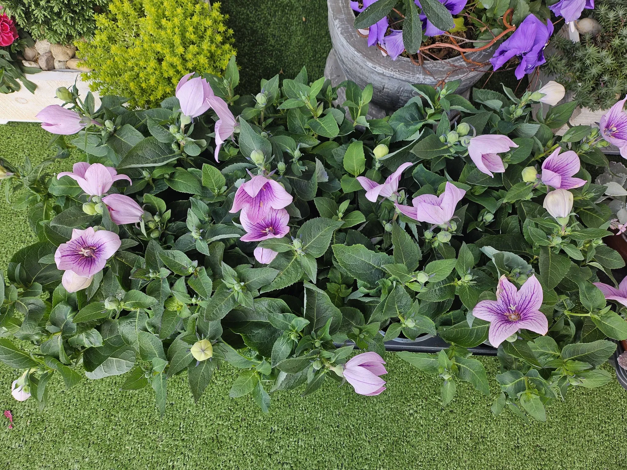 Harmónia Virágsziget — virágkötés 149