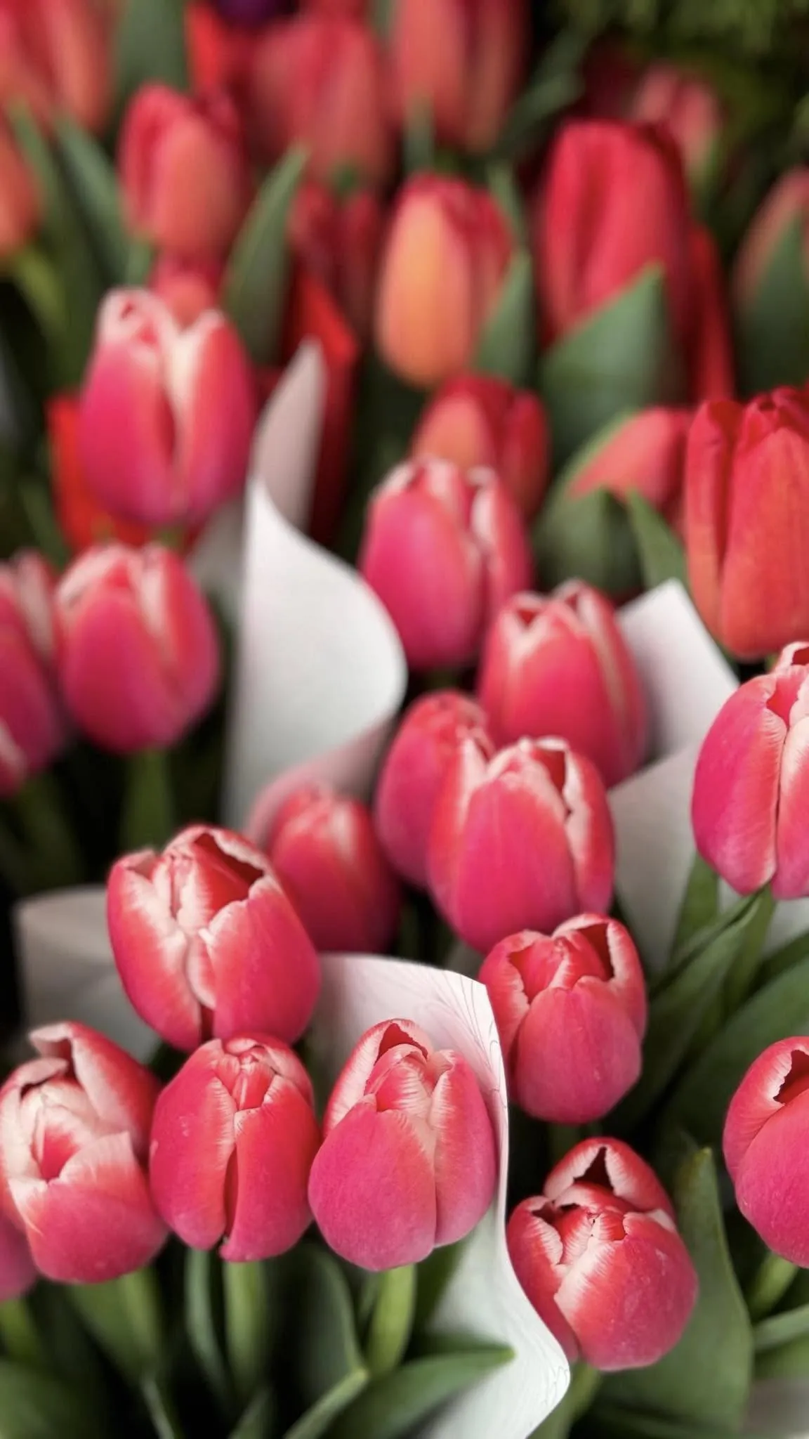 Harmónia Virágsziget — virágkötés 58