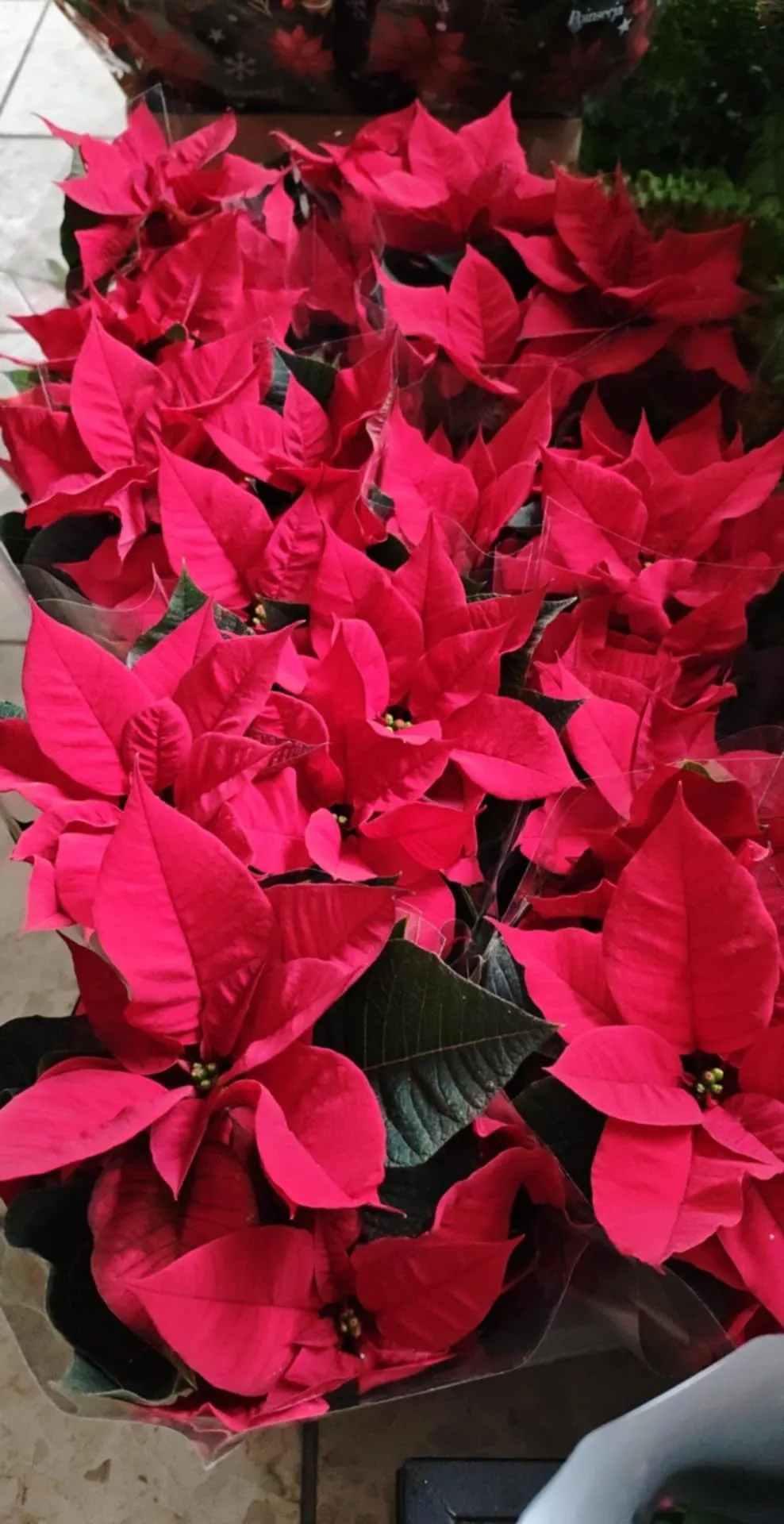 Harmónia Virágsziget — virágkötés 76