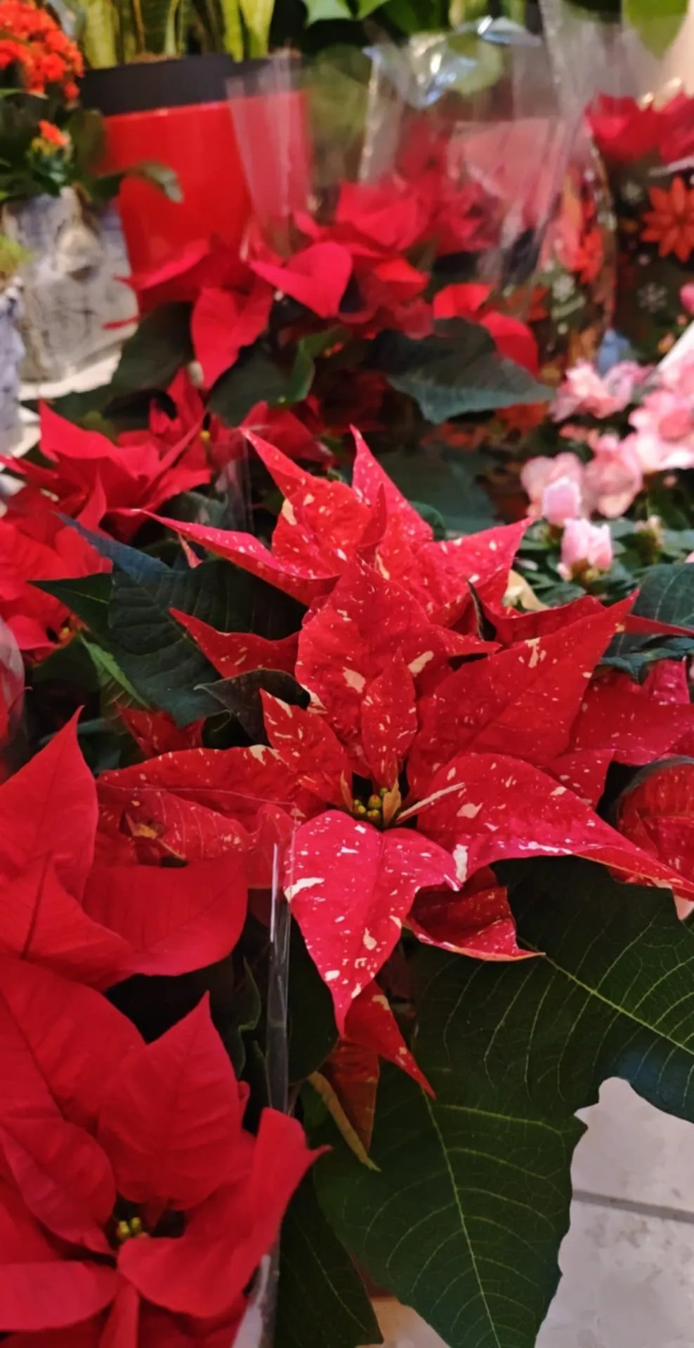 Harmónia Virágsziget — virágkötés 77