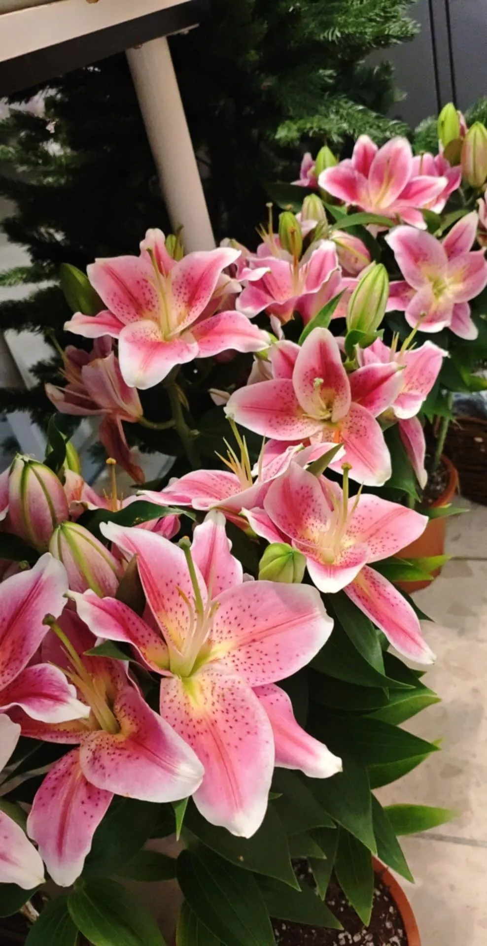 Harmónia Virágsziget — virágkötés 78